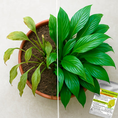 Organic Bioactive All-Directional Universal Fertilizer - "Bacillus Licheniformis", 30g.