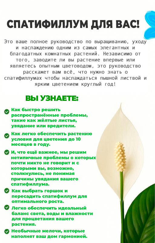 "Спатифиллум Для Вас" - Полный Гид По Уходу (rus.)