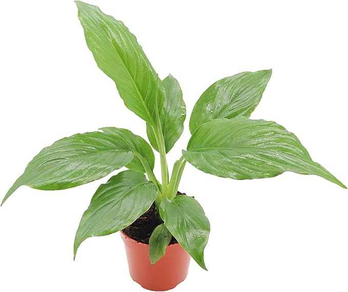 Peace Lily | Live Indoor Plant | 2.5 inch