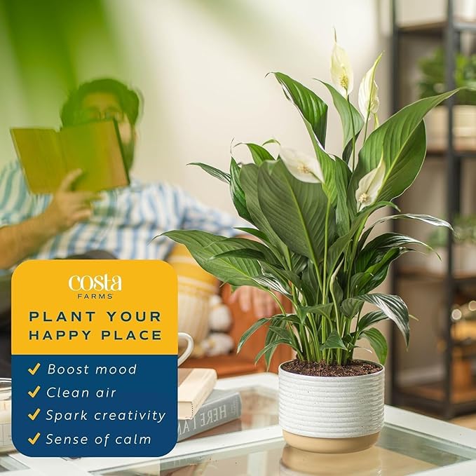 Live Peace Lily Plant with Flowers in Decorative Pot