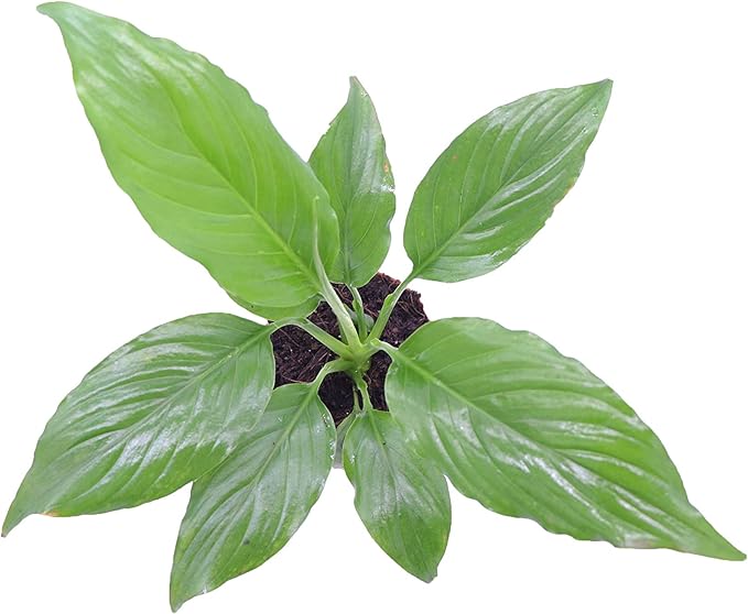 Peace Lily | Live Indoor Plant | 2.5 inch