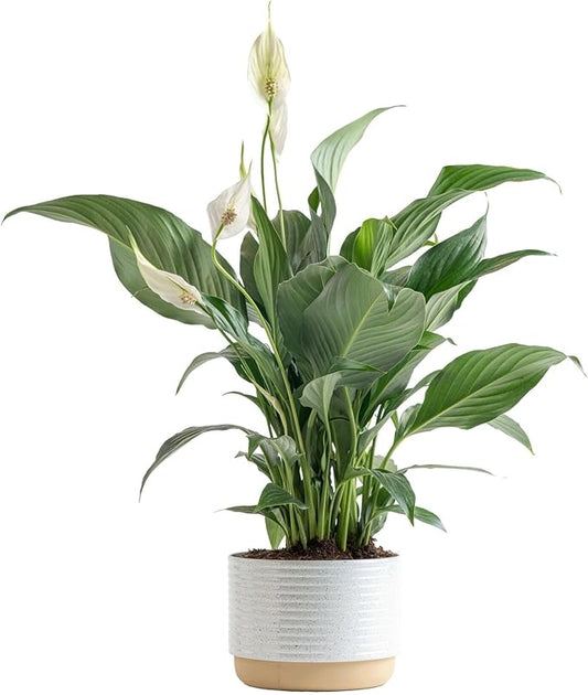 Live Peace Lily Plant with Flowers in Decorative Pot