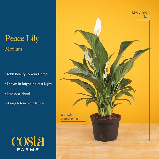 Live Peace Lily Plant with Flowers in Decorative Pot