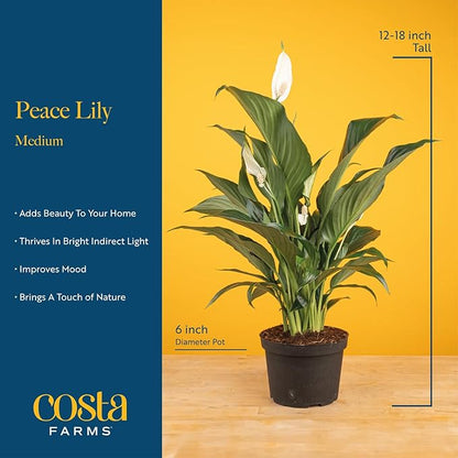 Live Peace Lily Plant with Flowers in Decorative Pot