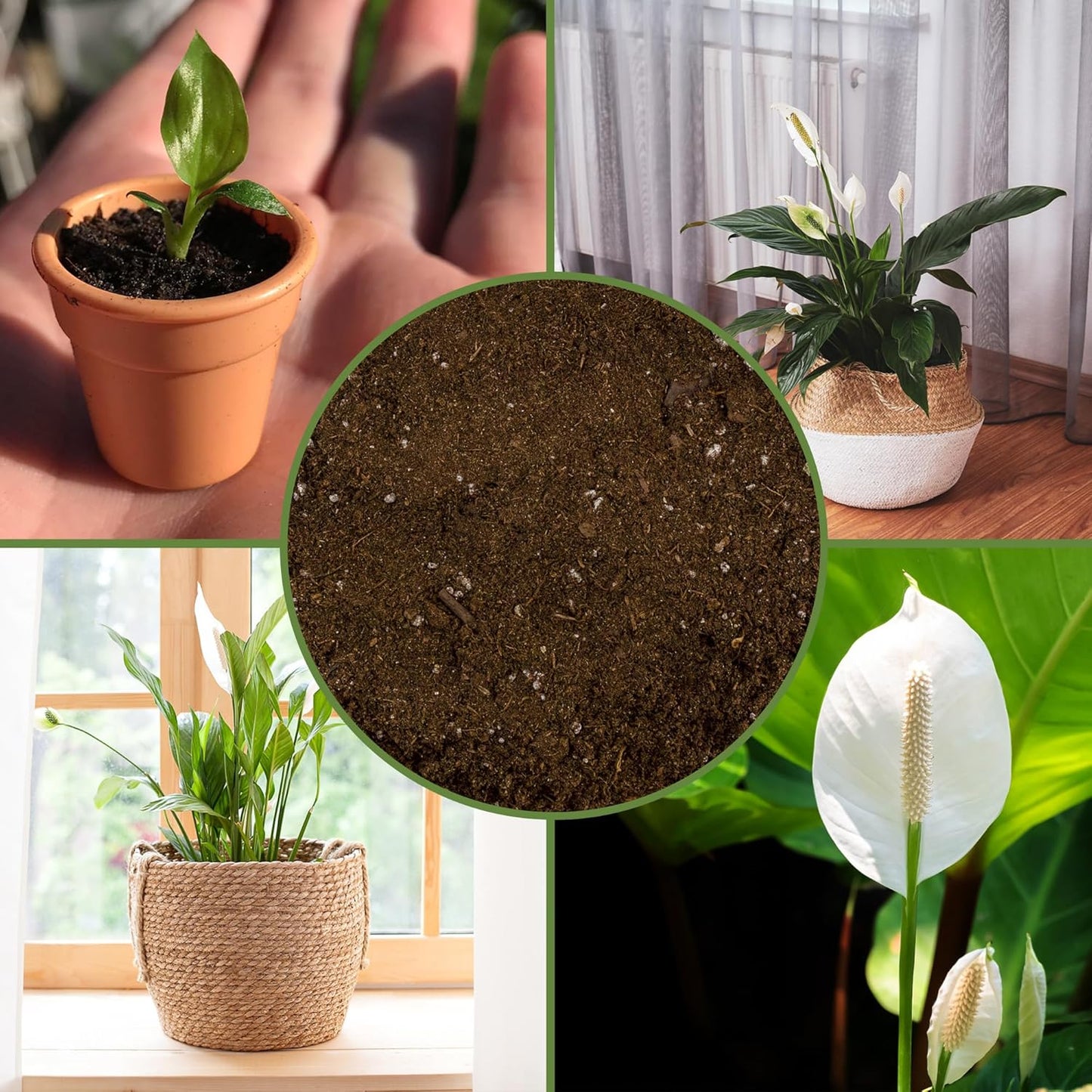 Peace Lily Potting Soil Mix (2 Quarts)